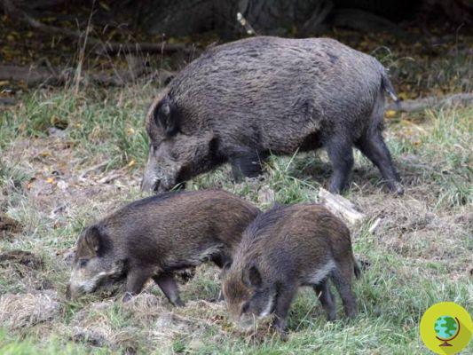 Wild boars: in Lombardy you can hunt with a bow and arrow