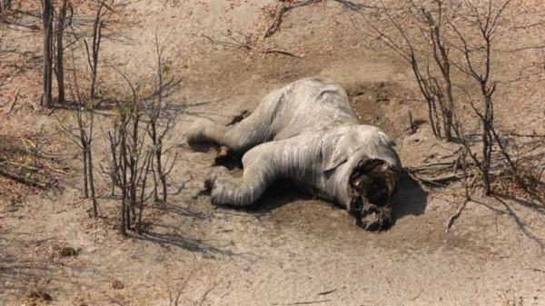 Casi 100 elefantes asesinados en Botsuana: es la masacre más grave jamás registrada en África