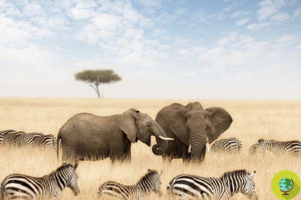 Sudáfrica: el gobierno quiere cambiar la ley para poder criar y comer elefantes, rinocerontes y otros animales salvajes
