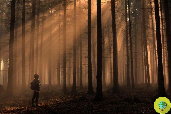 Children living near forests have better nutrition, the new study