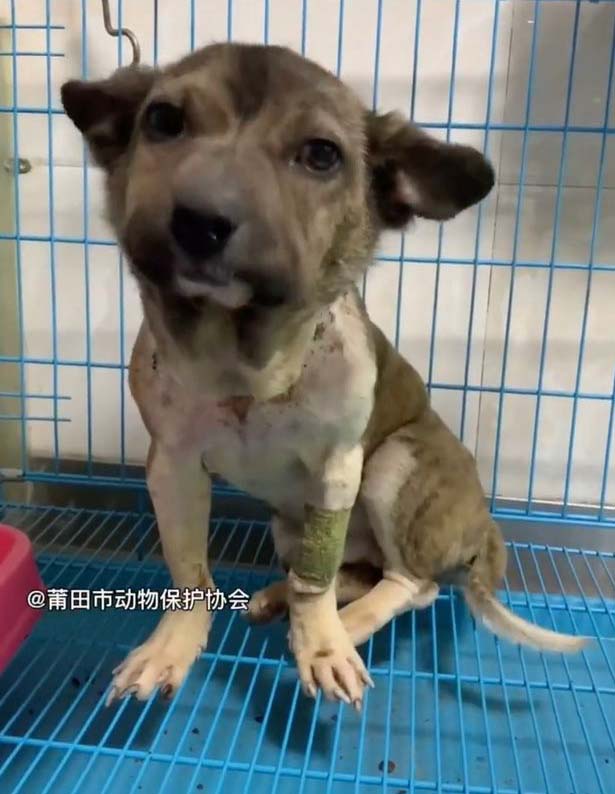Stray dog ​​with a swollen head from too tight a collar makes an extraordinary transformation
