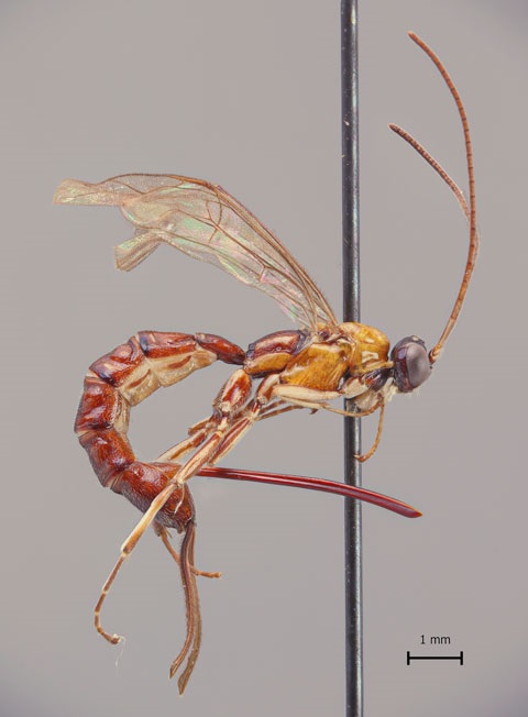 Clistopyga crassicaudata, a nova espécie de vespa com um mega ferrão