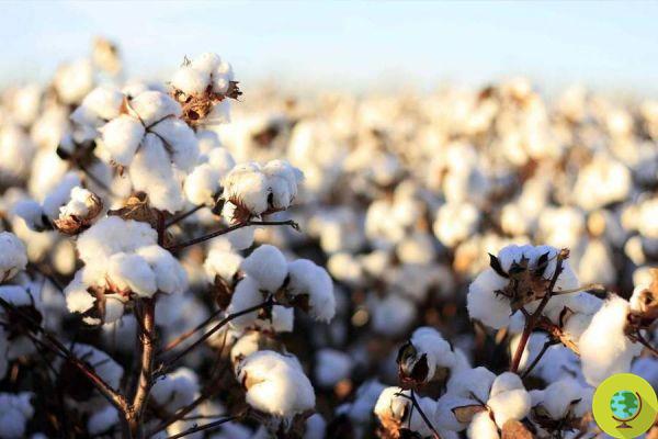 Organic cotton: all the environmental benefits in one study