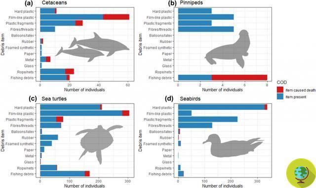 Cuáles son los objetos de plástico que más matan delfines, ballenas y otros animales marinos