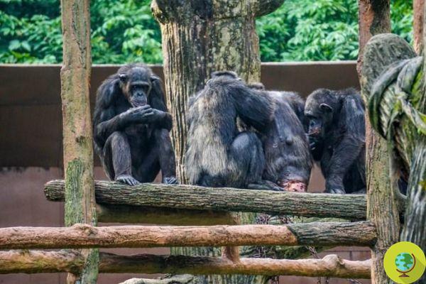 Female bonobos help others to give birth, like real midwives 
