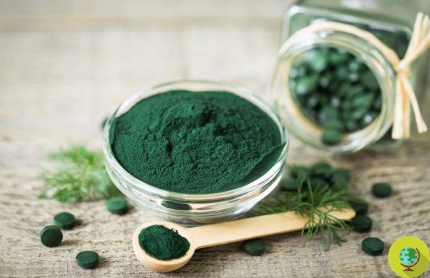 Spirulina: the side effects and contraindications you should know before using it