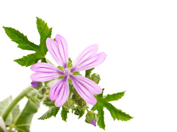 Mallow: healing properties, benefits and how to take it