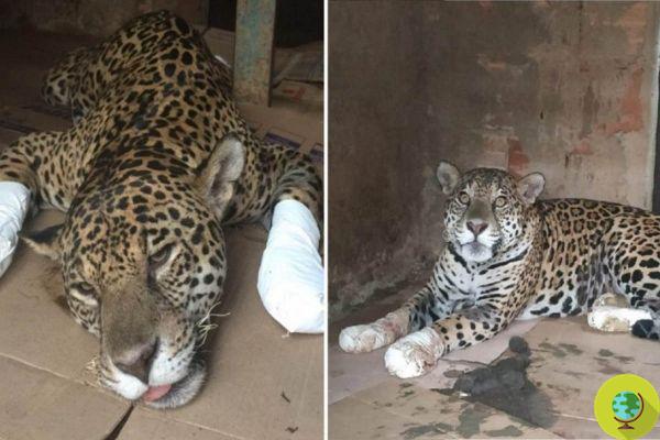 Le jaguar blessé, symbole des incendies du Pantanal, marche à nouveau