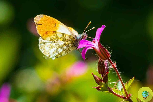 El ingenioso truco que atraerá mariposas a tu jardín