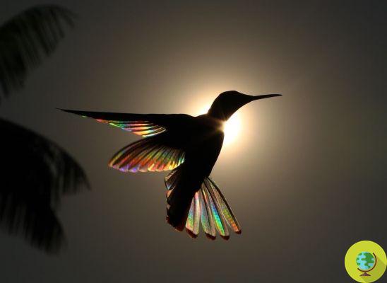 O arco-íris 'escondido' nas asas do beija-flor negro revelado pelas incríveis fotos de Christian Spencer