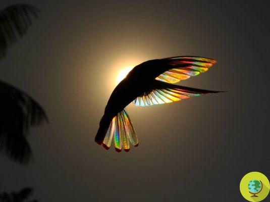 El arco iris 'escondido' en las alas del colibrí negro revelado por las increíbles fotos de Christian Spencer