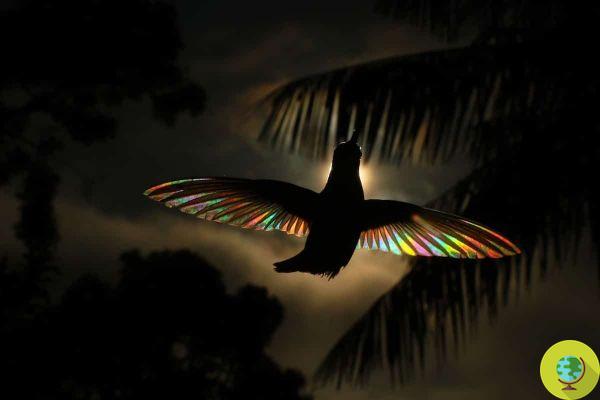 The rainbow 'hidden' in the wings of the black hummingbird revealed by Christian Spencer's incredible photos