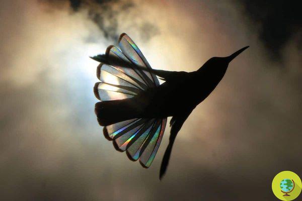 El arco iris 'escondido' en las alas del colibrí negro revelado por las increíbles fotos de Christian Spencer