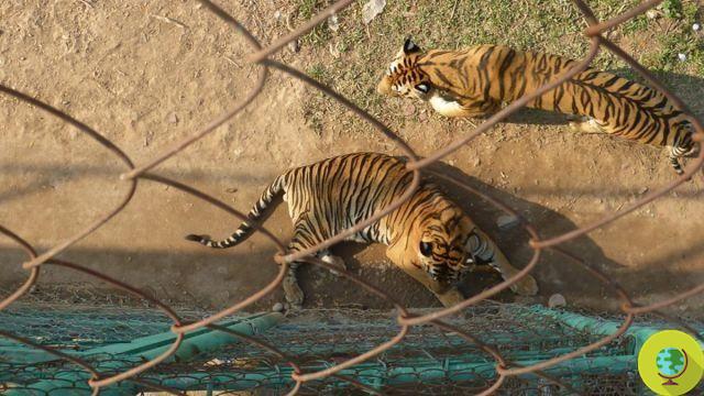 Trancado em jaulas minúsculas, subnutrido e morto barbaramente: o horror do vinho de tigre em um documentário chocante