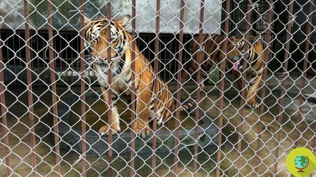 Trancado em jaulas minúsculas, subnutrido e morto barbaramente: o horror do vinho de tigre em um documentário chocante