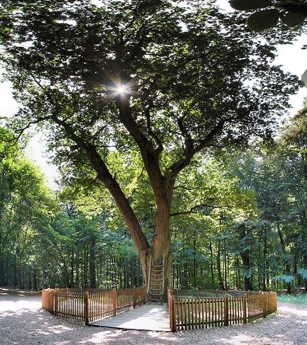The legend of the centuries-old oak that makes you fall in love