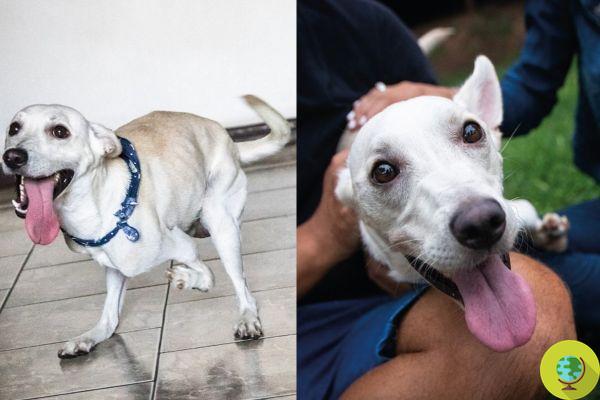Final feliz para Tintim! Abandonado duas vezes, o cachorrinho com deficiência finalmente encontra um lar