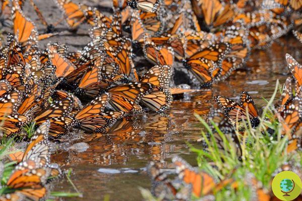 As lindas borboletas monarcas estão seguras e finalmente estão voltando aos milhares para a Califórnia