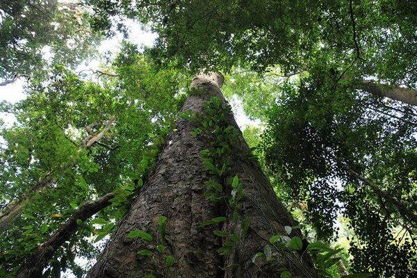 Descoberta a árvore mais alta de toda a África