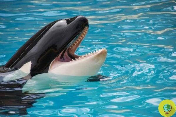 Orca learns to imitate human language for the first time (but that's not good news)