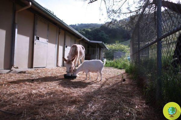 Mr G. and Jellybean: story of an inseparable friendship between a goat and a donkey (VIDEO)