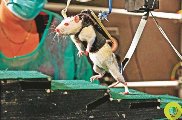 Animal testing: Lorenzin enters the debate. Is it a necessary evil?