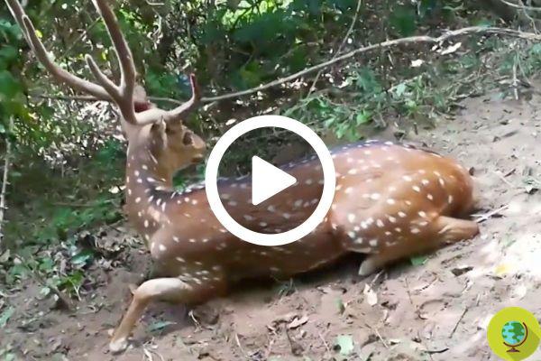 La liberación oportuna de un ciervo de una trampa ilegal en Sri Lanka