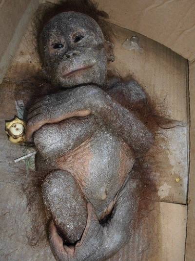 Gito: the Orangutan puppy abandoned in an almost mummified cardboard box (PHOTO AND VIDEO)