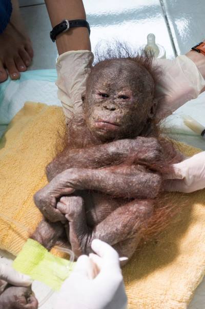 Gito : le chiot Orang-outan abandonné dans un carton presque momifié (PHOTO ET VIDEO)