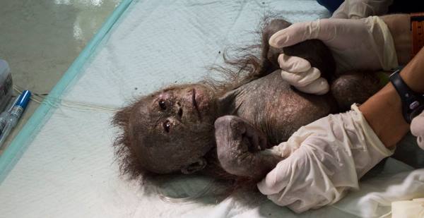 Gito: el cachorro de orangután abandonado en una caja de cartón casi momificada (FOTO Y VIDEO)