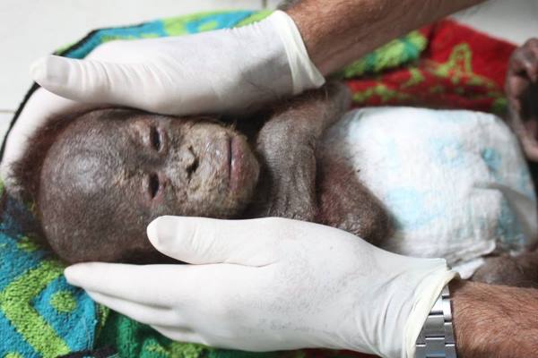 Gito: the Orangutan puppy abandoned in an almost mummified cardboard box (PHOTO AND VIDEO)