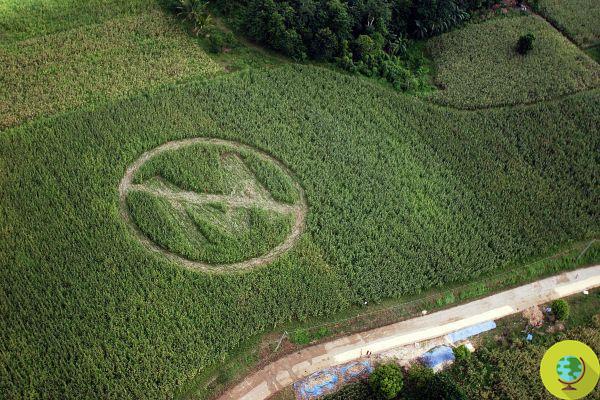 Monsanto is guilty of ecocide and violation of fundamental rights