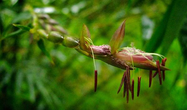 The mysterious phenomenon of the slow and rare flowering of bamboo