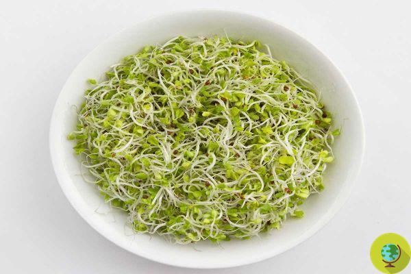 All about broccoli sprouts: properties, how to grow them and why you should include them in your diet