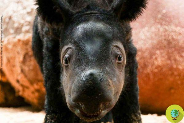 Né d'un bébé rhinocéros de Sumatra très doux et très rare, il a maintenant une semaine