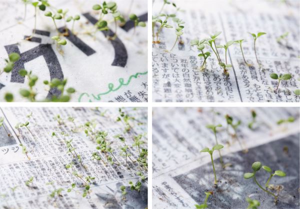 The newspaper that is planted like a tree (PHOTO)