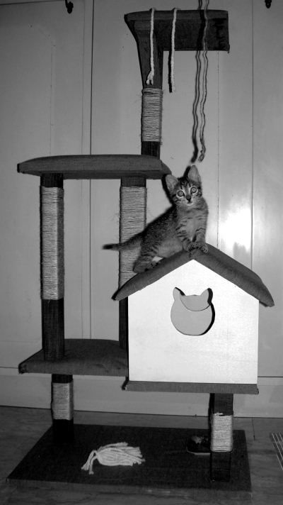 How to build a scratching post for your cat with recycled materials in 10 steps