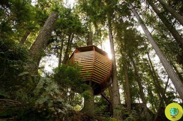 Hemloft : la cabane dans les arbres en forme d'oeuf