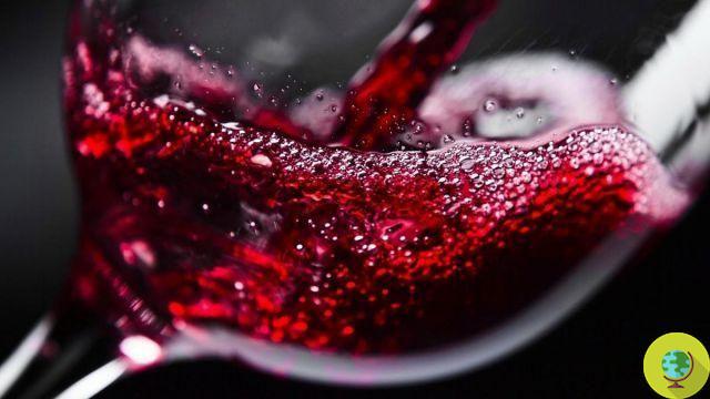 El vino alarga la vida, incluida la del medio ambiente