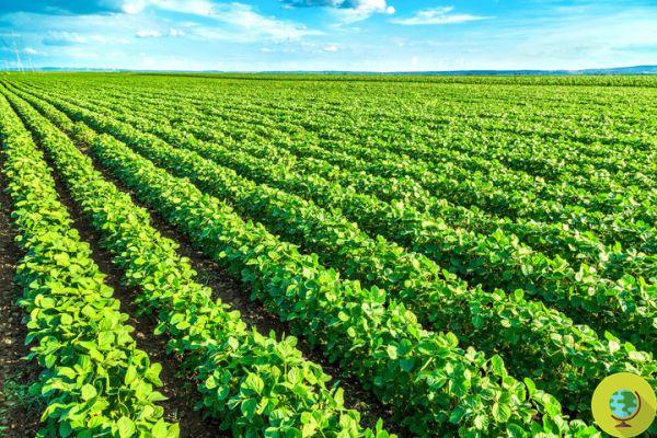 OGM: Monsanto minada pelos mesmos insetos e ervas daninhas que queria destruir?