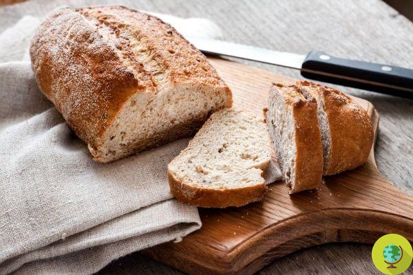 Bread crust: why you should eat it in moderation (and NEVER if there is mold)