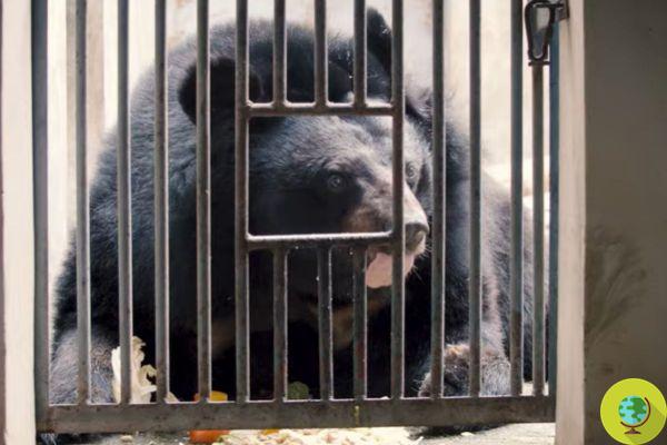 Ursos da lua ainda estão sendo torturados para extrair bile em fazendas de terror