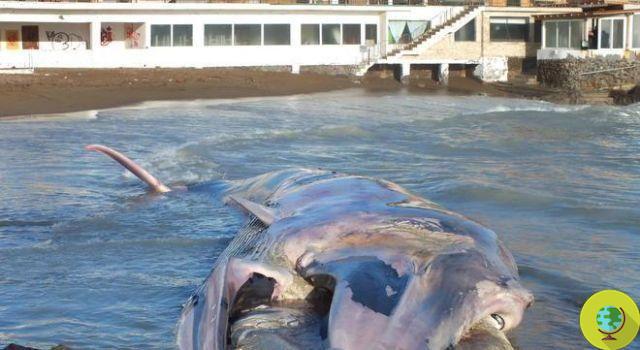 Baleia encalhada em Rosignano (Li): o massacre de cetáceos continua no mar Tirreno: