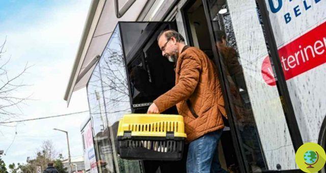 Vetbus: em Istambul, veterinários viajam de ônibus para tratar cães e gatos de rua da cidade