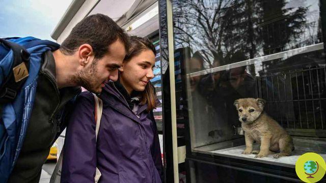 Vetbus: en Estambul los veterinarios viajan en autobús para tratar a los perros y gatos callejeros de la ciudad