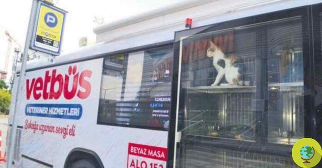 Vetbus : à Istanbul, les vétérinaires se déplacent en bus pour soigner les chiens et chats errants de la ville