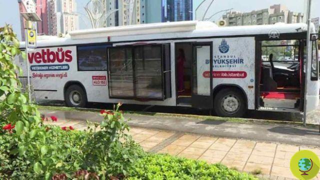 Vetbus: in Istanbul vets travel by bus to treat the city's stray dogs and cats