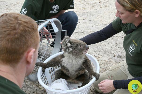 O coala esconde seu focinho em peles depois de ver seu amigo morto no rio