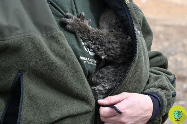 O coala esconde seu focinho em peles depois de ver seu amigo morto no rio