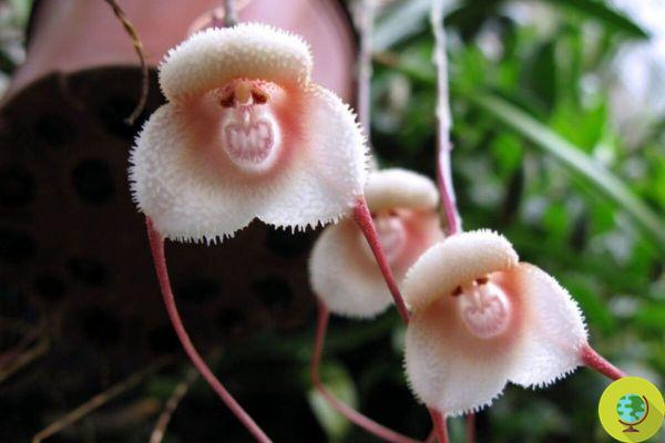 Orquídea de macaco: a orquídea em forma de macaco